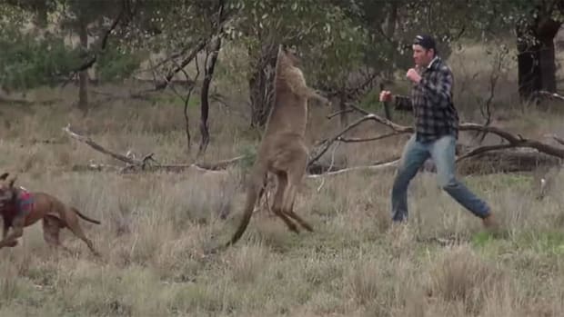 Man punches kangaroo in the face to save dog in the Australian outback