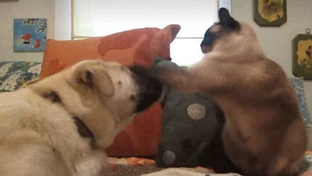 Cat puts on boxing CLINIC vs. dog