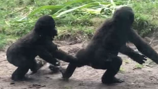 Baby gorillas recorded using Jiu-Jitsu