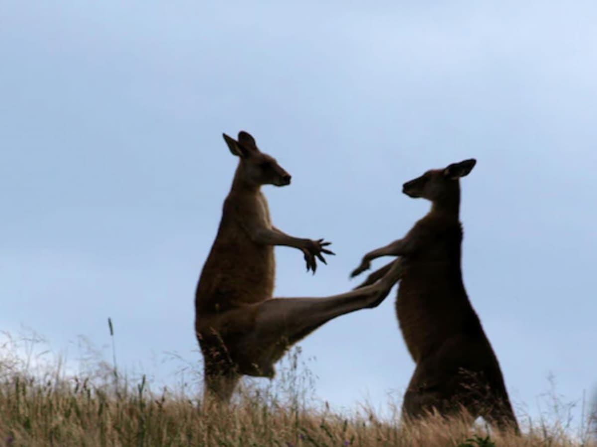 Kangaroos combat deals