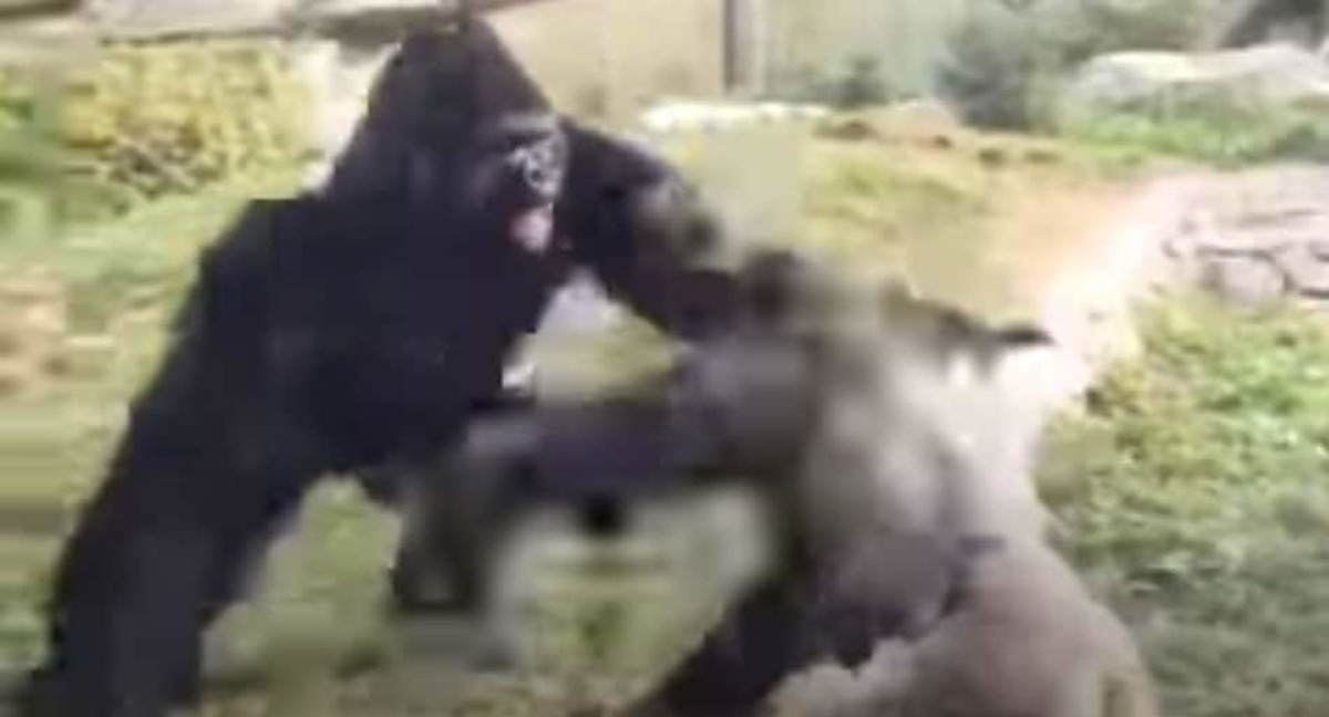 Gorillas fight on film - could crush Jon Jones and Mike Tyson at the same time