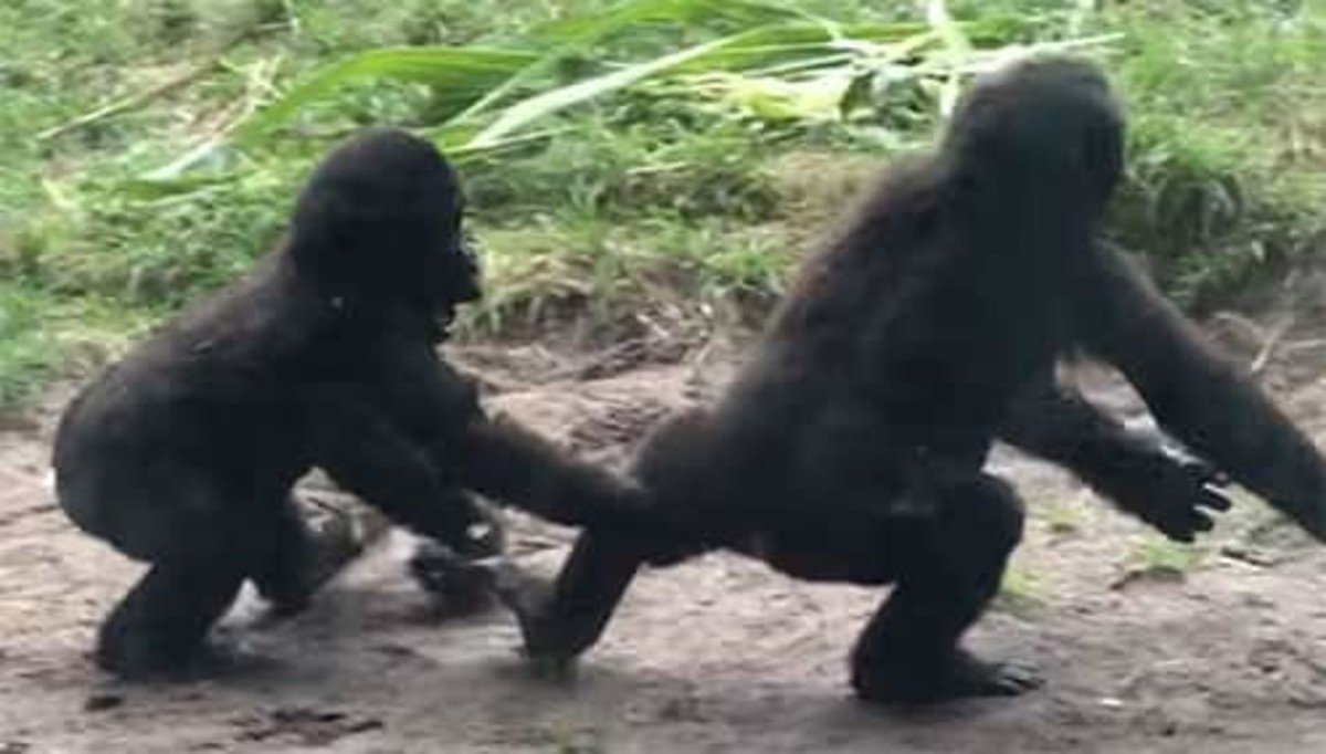 Baby gorillas recorded using Jiu-Jitsu