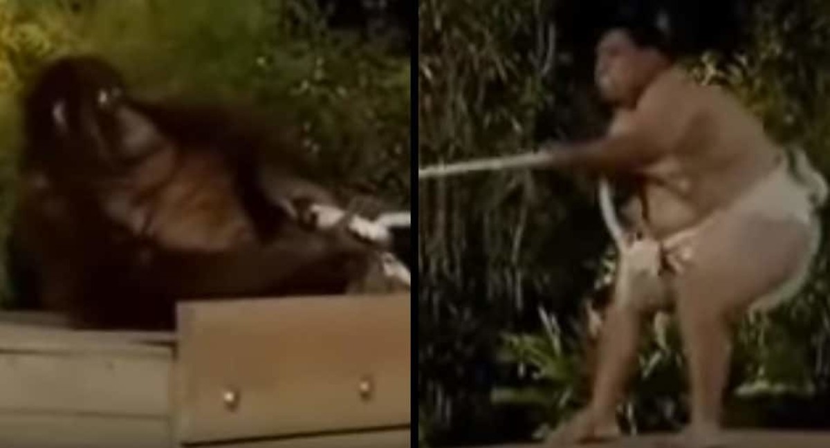 Sumo wrestler vs Orangutan in tug-o-war