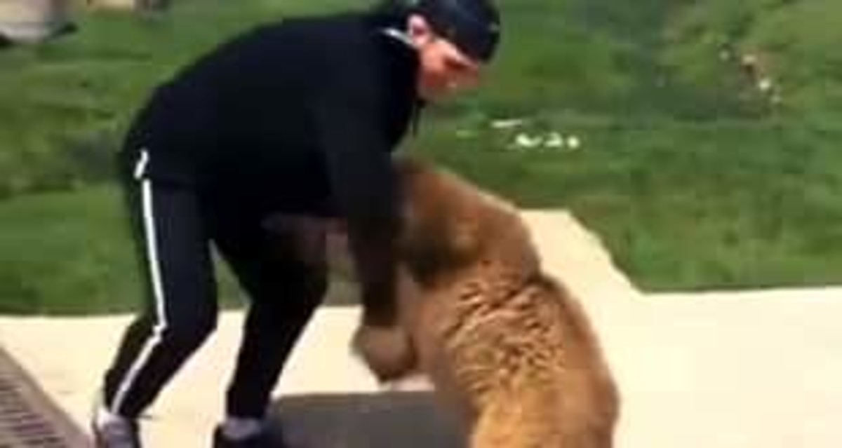 Nurmagomedov wrestles a bear; yes an actual bear